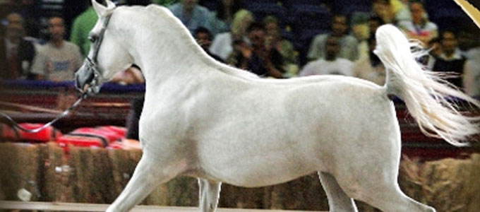 program-image