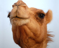 تقنية التخصيب خارج الرحم للجمال