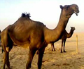 دور الفحل في عملية الإنتاج