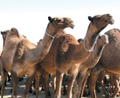 تدريب الخيول وفوائد حليب الإبل
