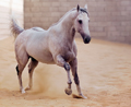 أهم معايير صحة الخيل